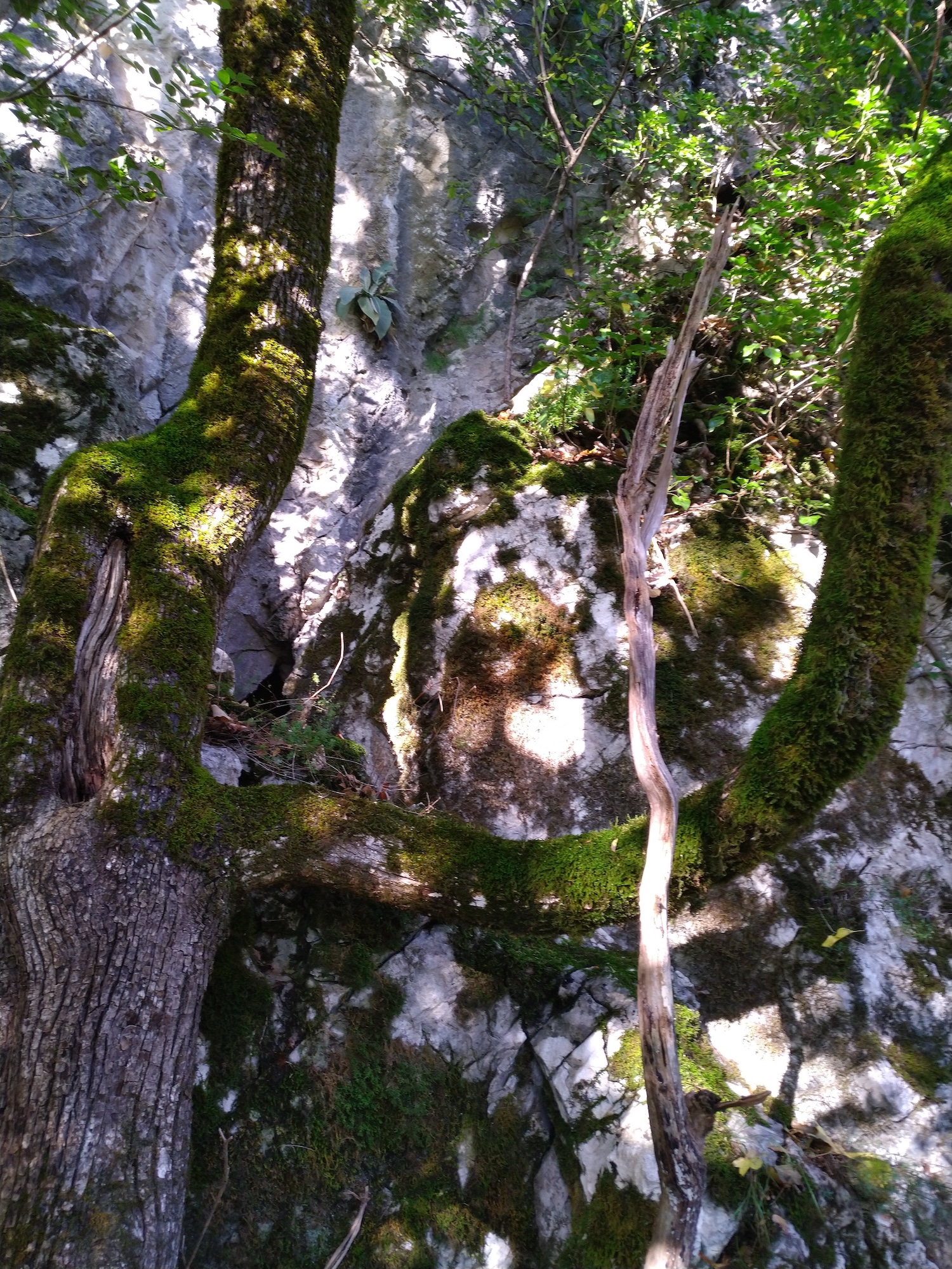 Peştera Strategică - Image 1